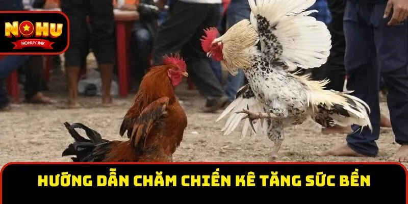 Hướng dẫn chăm chiến kê tăng sức bền Hướng dẫn chăm chiến kê tăng sức bền