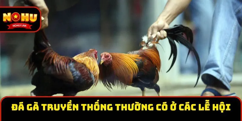 Đá gà truyền thống thường có ở các lễ hội Đá gà truyền thống thường có ở các lễ hội